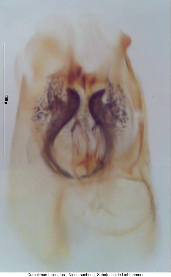 carpelimus_bilineatus2.jpg