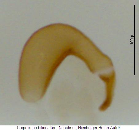 carpelimus_bilineatus_sperm.jpg