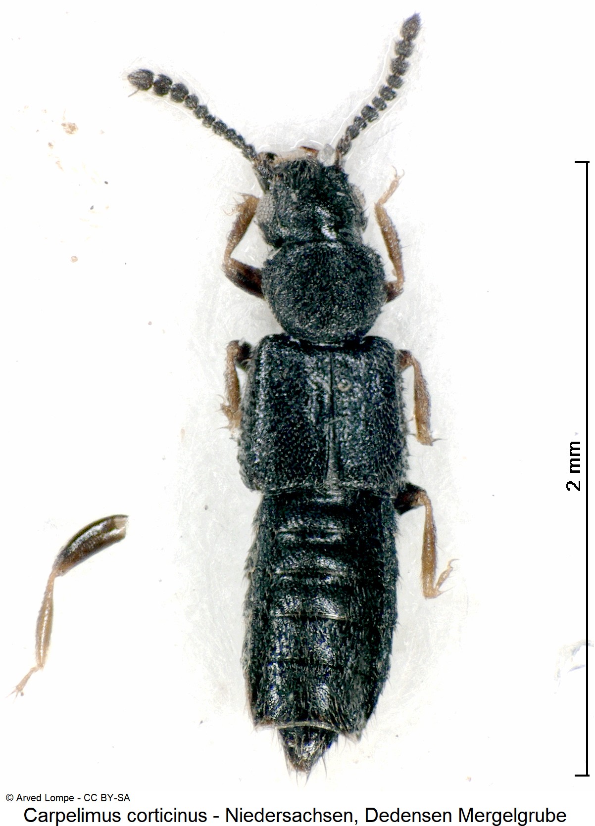 carpelimus_corticinus_ck36407457_hab.jpg
