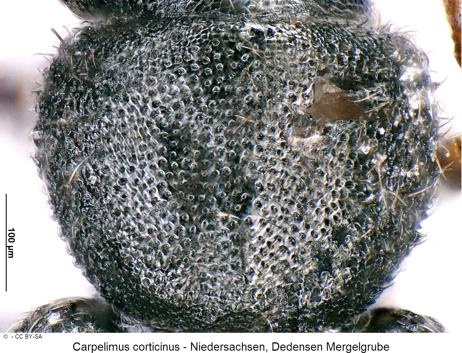 carpelimus_corticinus_ck36407457_hsch.jpg