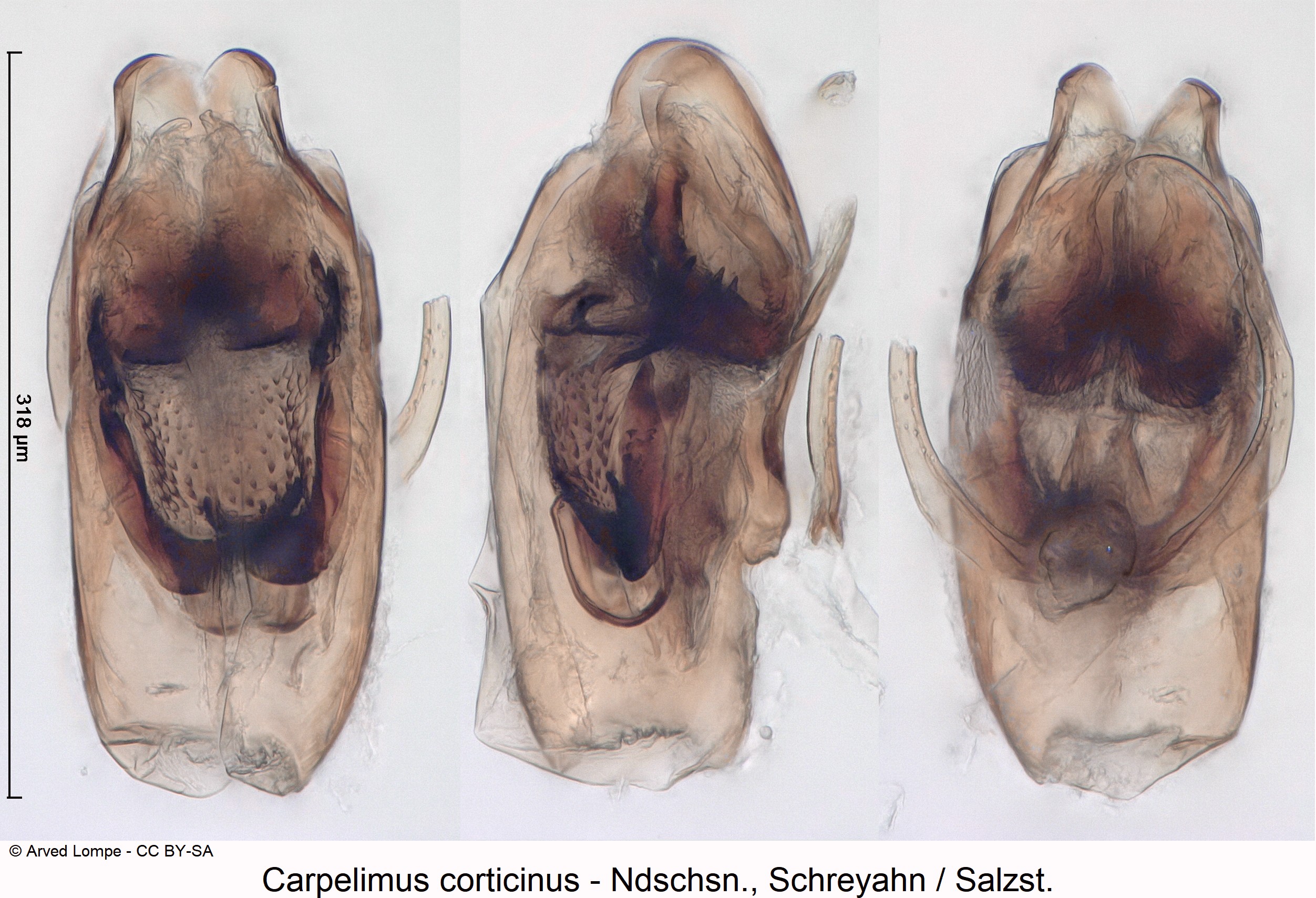 carpelimus_corticinus_ck4477.jpg