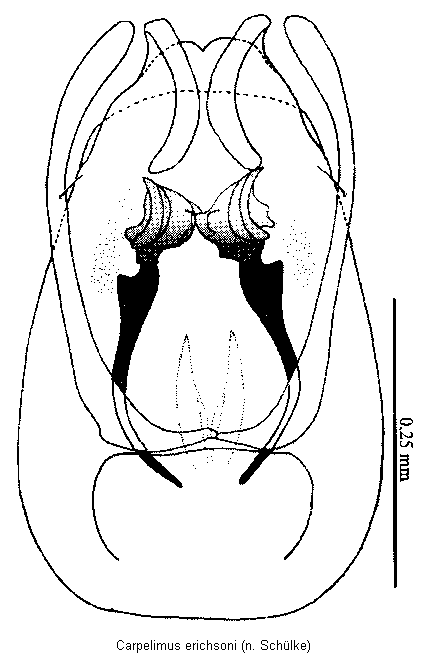 carpelimus_erichsoni.gif