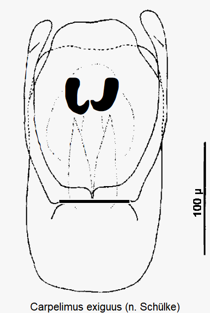 carpelimus_exiguus.gif