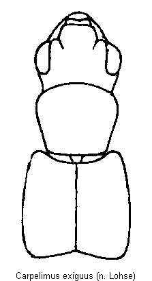 carpelimus_exiguus_vk.gif