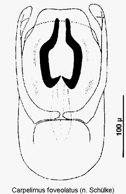 carpelimus_foveolatus.gif