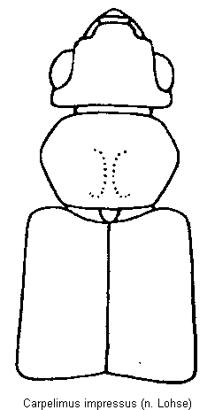 carpelimus_impressus_vk.gif