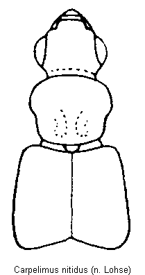 carpelimus_nitidus_vk.gif