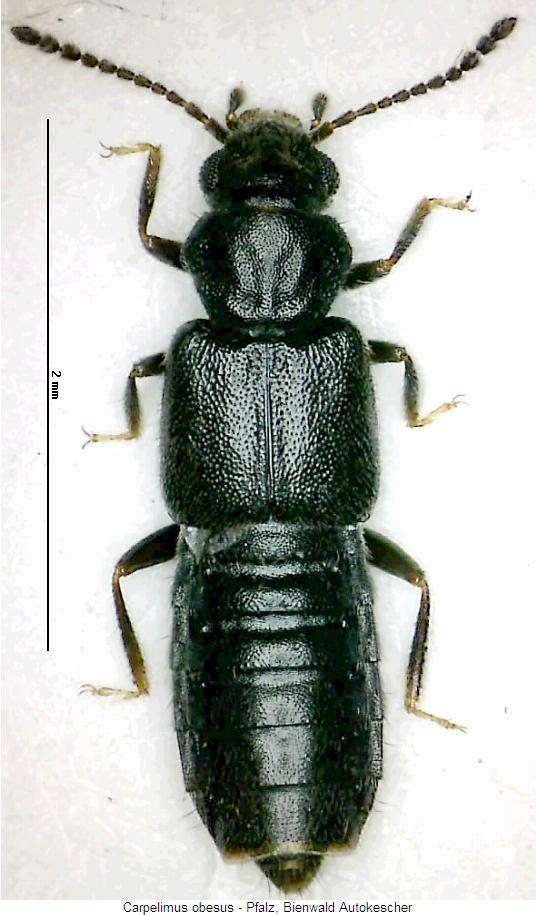 carpelimus_obesus_hab.jpg