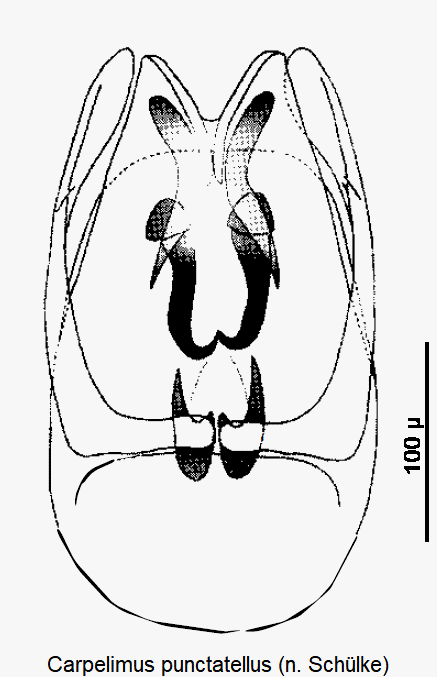 carpelimus_punctatellus.gif