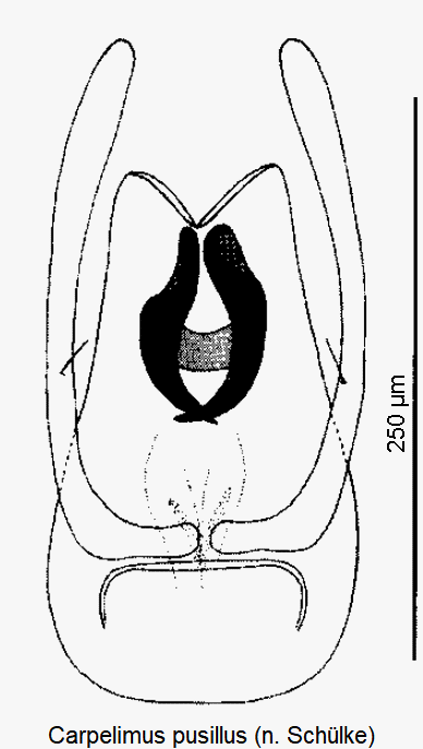 carpelimus_pusillus.gif
