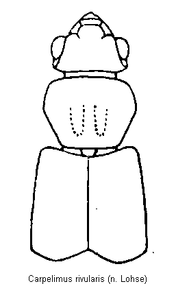 carpelimus_rivularis_vk.gif