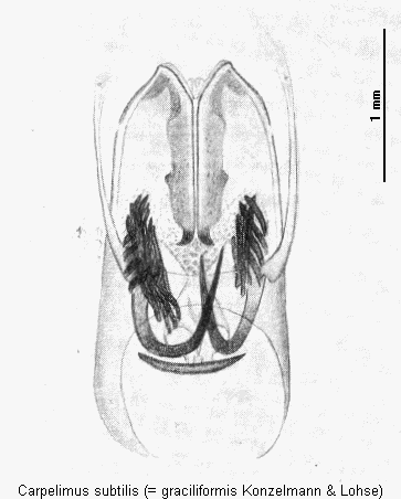 carpelimus_subtilis.gif