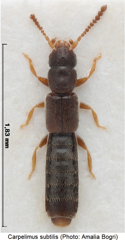carpelimus_subtilis_hab.jpg