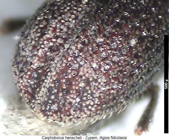 carphoborus_henscheli_fld.jpg