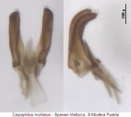 carpophilus_mutilatus.jpg