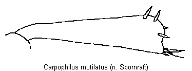 carpophilus_mutilatus_hschn.gif
