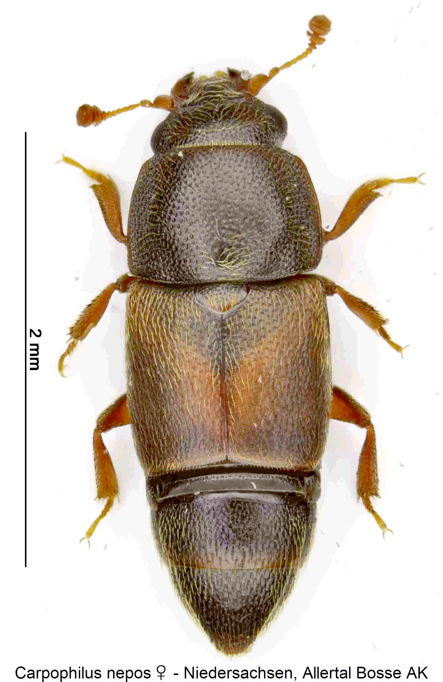 carpophilus_nepos_w_hab.jpg