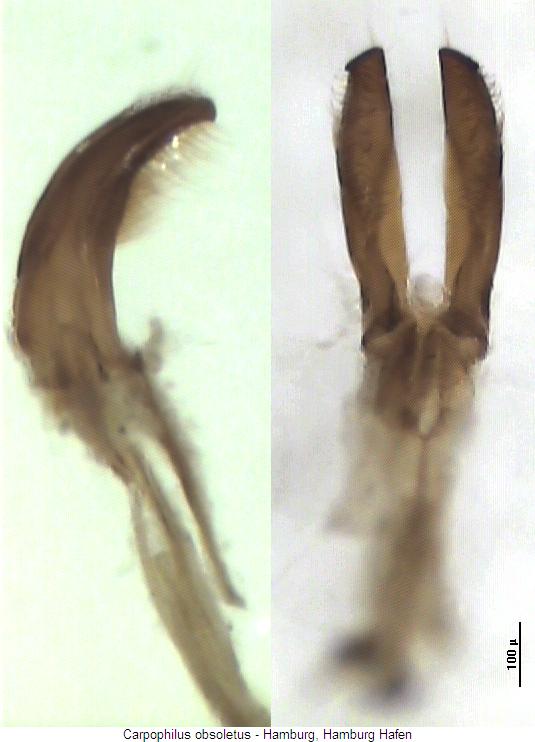 carpophilus_obsoletus.jpg