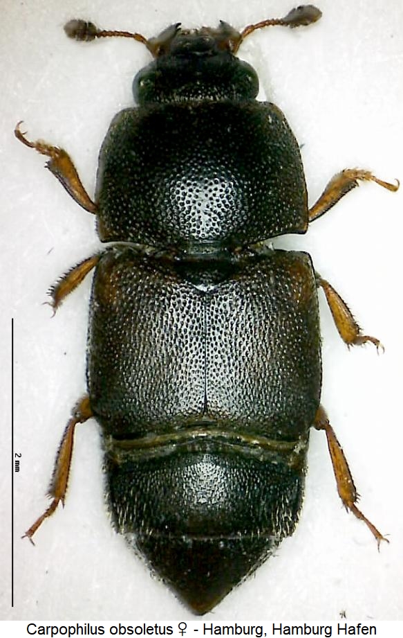carpophilus_obsoletus_hab.jpg