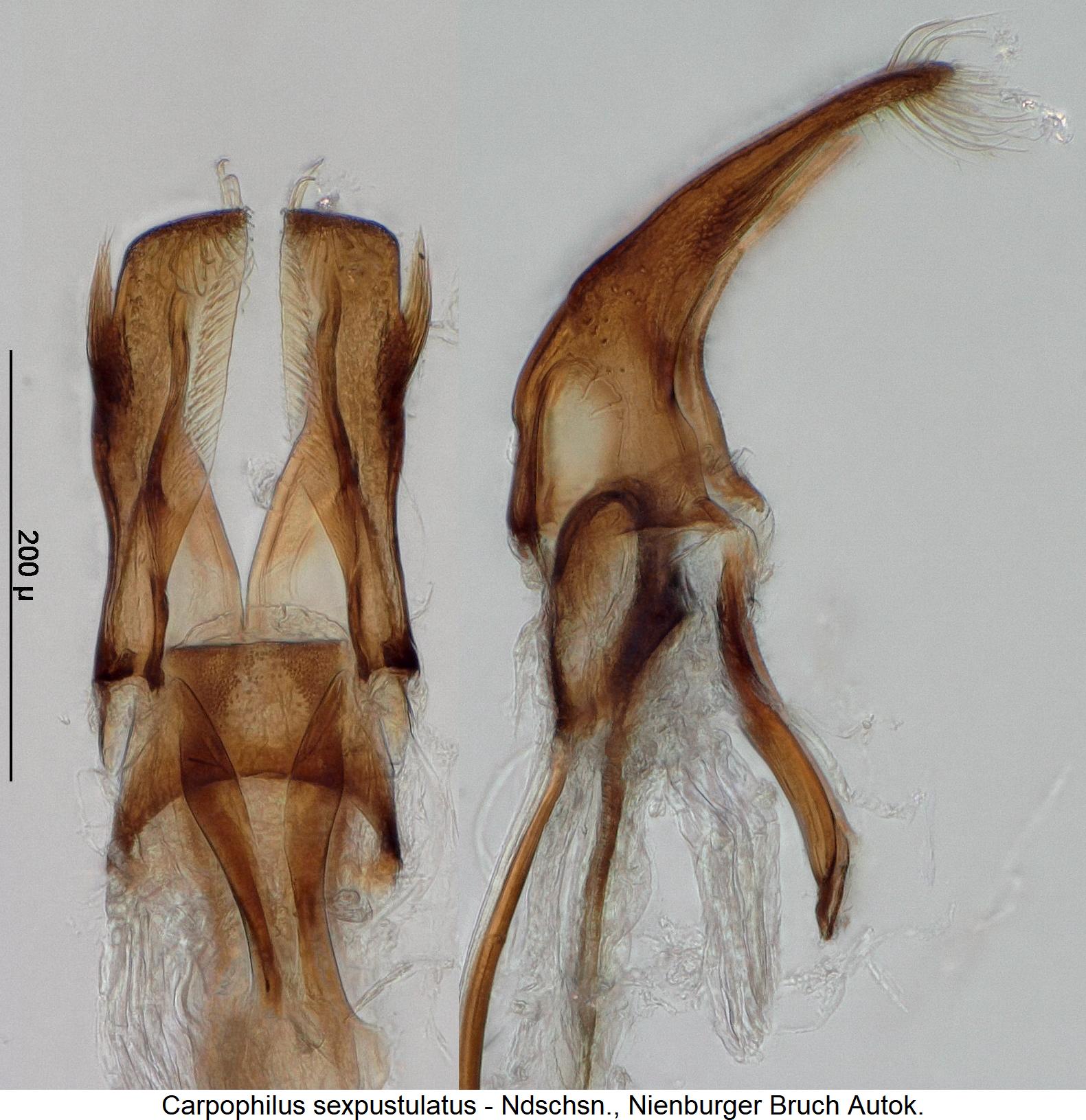 carpophilus_sexpustulatus.jpg
