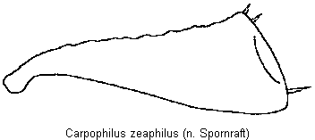 carpophilus_zeaphilus_hschn.gif