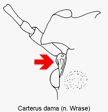 carterus_dama_k.gif