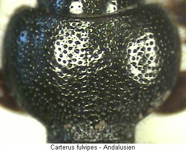 carterus_fulvipes_hsch.jpg