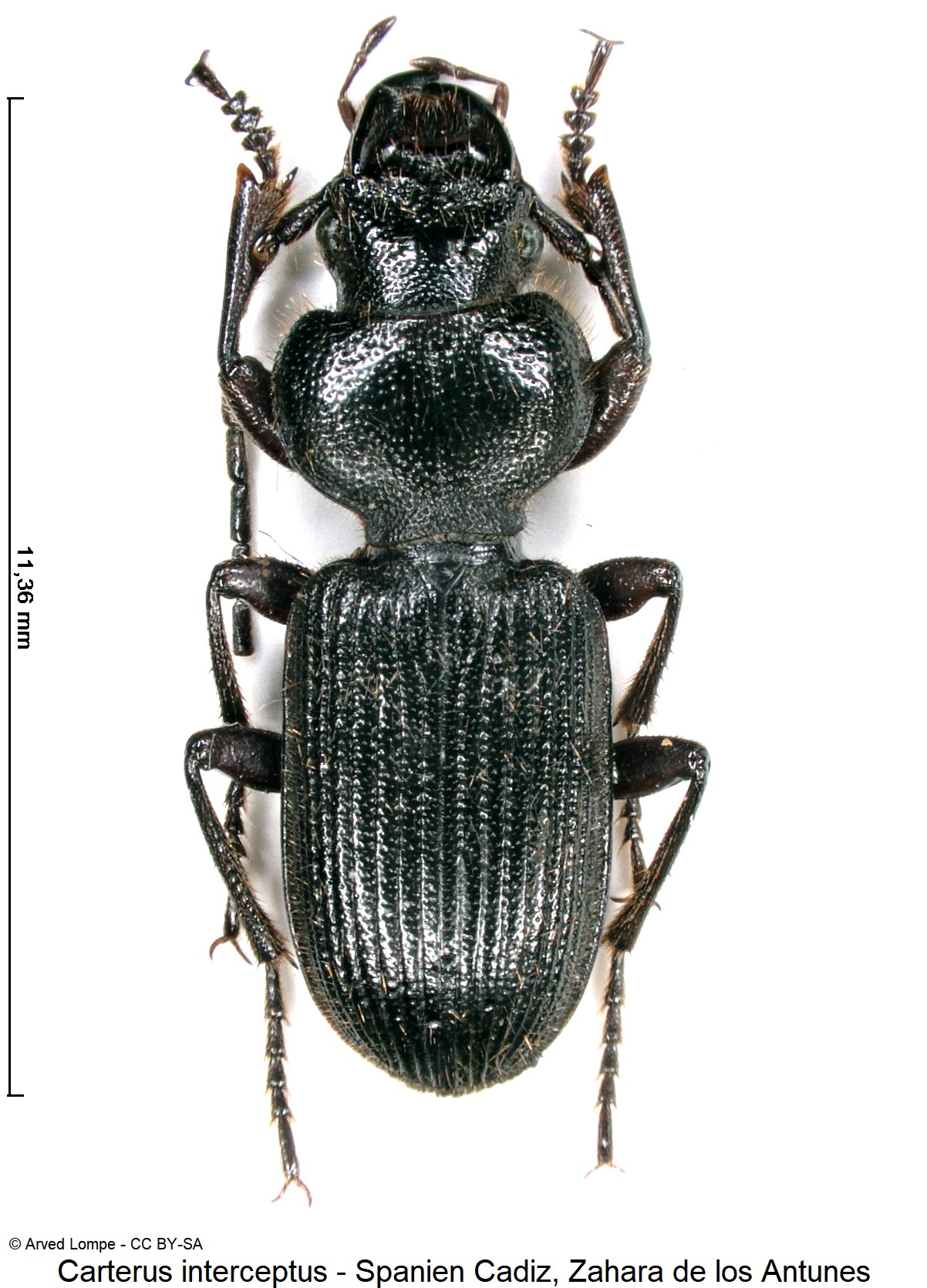 carterus_interceptus_ck31519682_hab.jpg