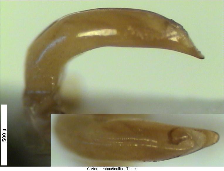 carterus_rotundicollis.jpg