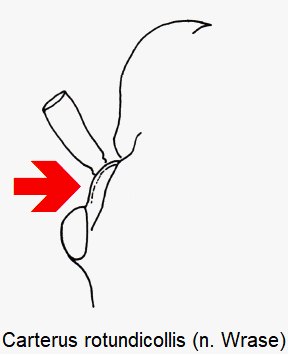 carterus_rotundicollis_k.gif