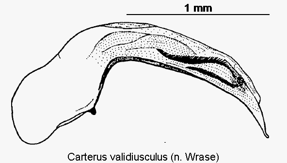 carterus_validiusculus.gif