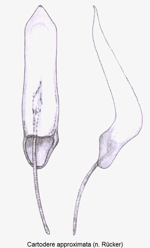 cartodere_approximata.gif