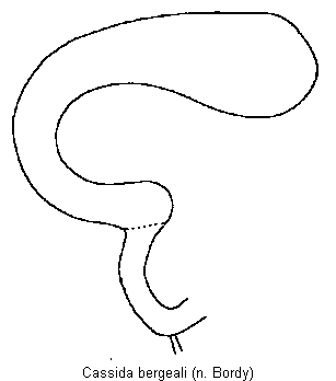 cassida_bergeali_sperm.gif