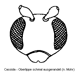 cassida_k.gif