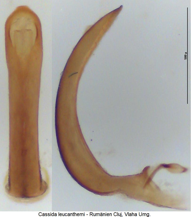 cassida_leucanthemi1.jpg