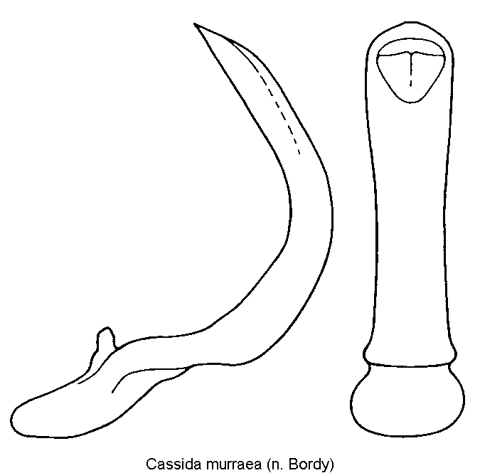 cassida_murraea.gif