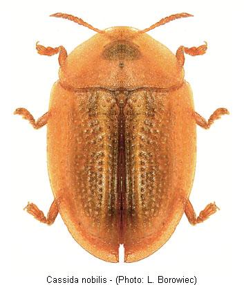 cassida_nobilis1.jpg