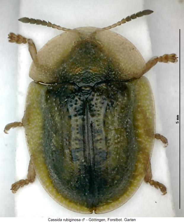 cassida_rubiginosa_m_hab.jpg