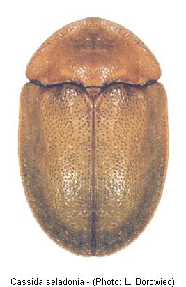 cassida_seladonia.jpg