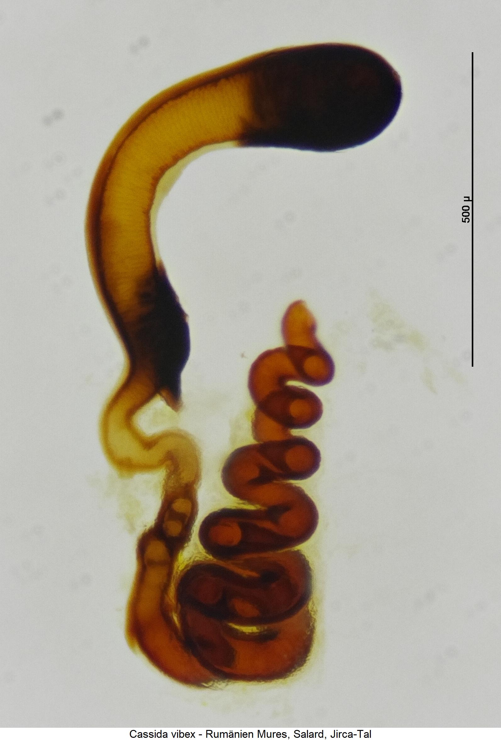 cassida_vibex_sperm.jpg