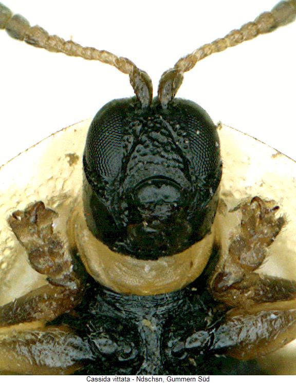 cassida_vittata_k.jpg