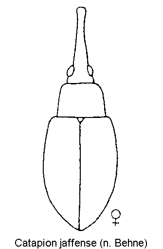 catapion_jaffense_hab.gif