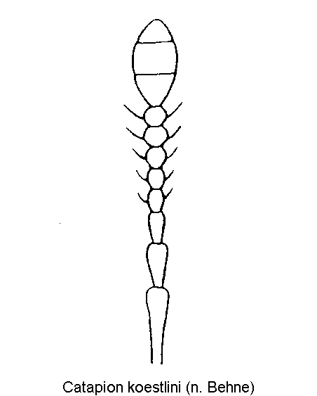 catapion_koestlini_f.gif