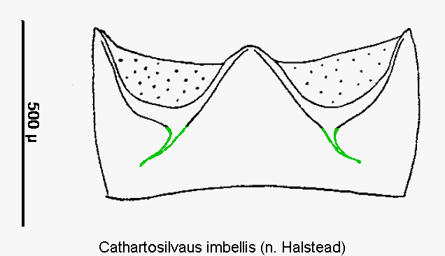 cathartosilvaus_imbellis_ster.gif
