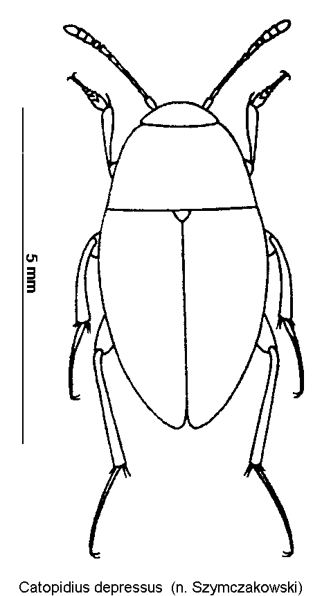 catopidius_depressus_hab.gif