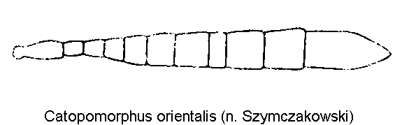 catopomorphus_orientalis_f.gif