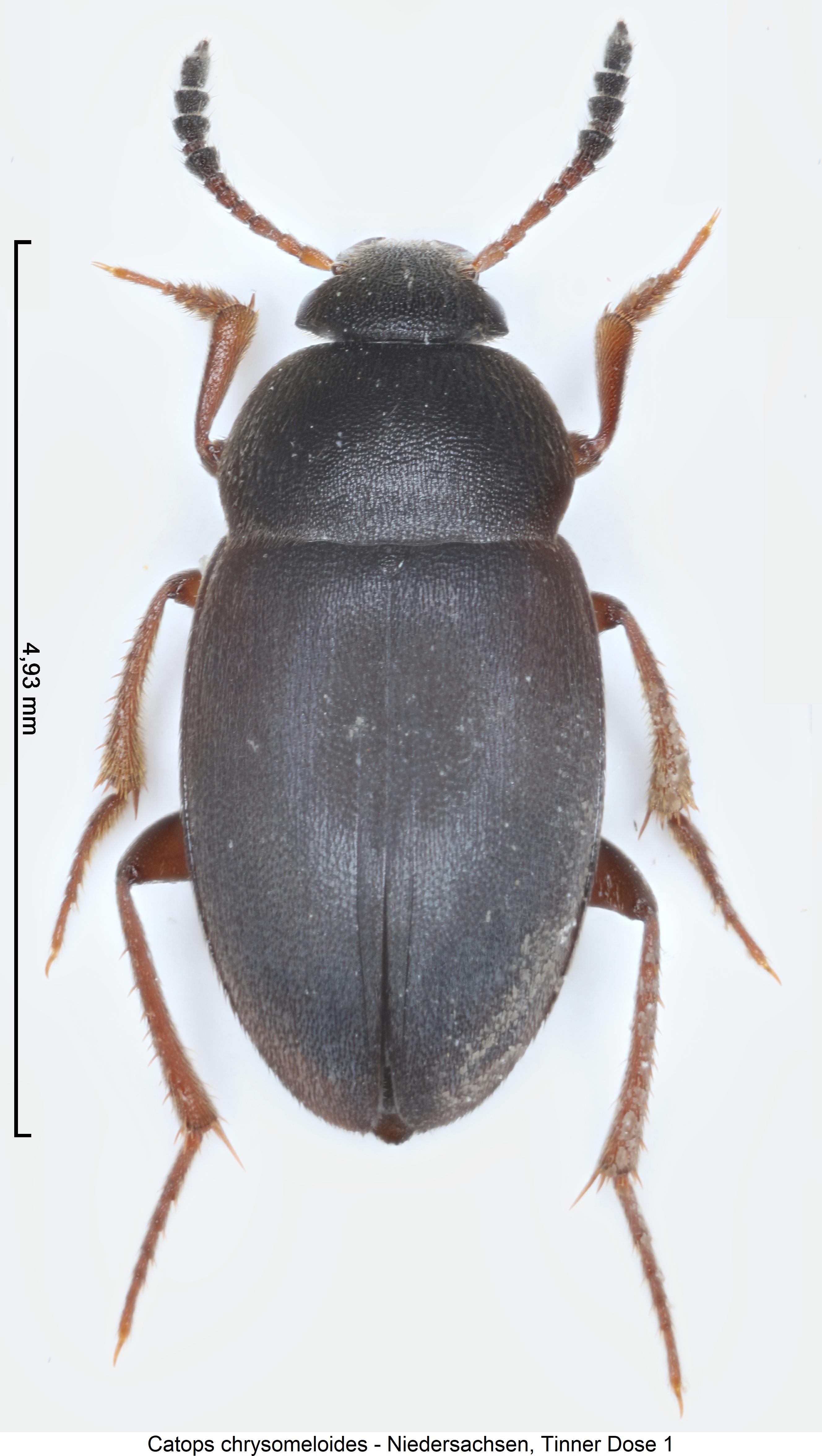 catops_chrysomeloides_hab.jpg