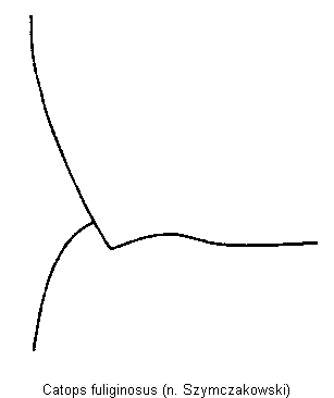 catops_fuliginosus_hsch.gif