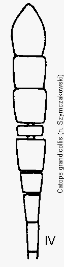 catops_grandicollis_f.gif