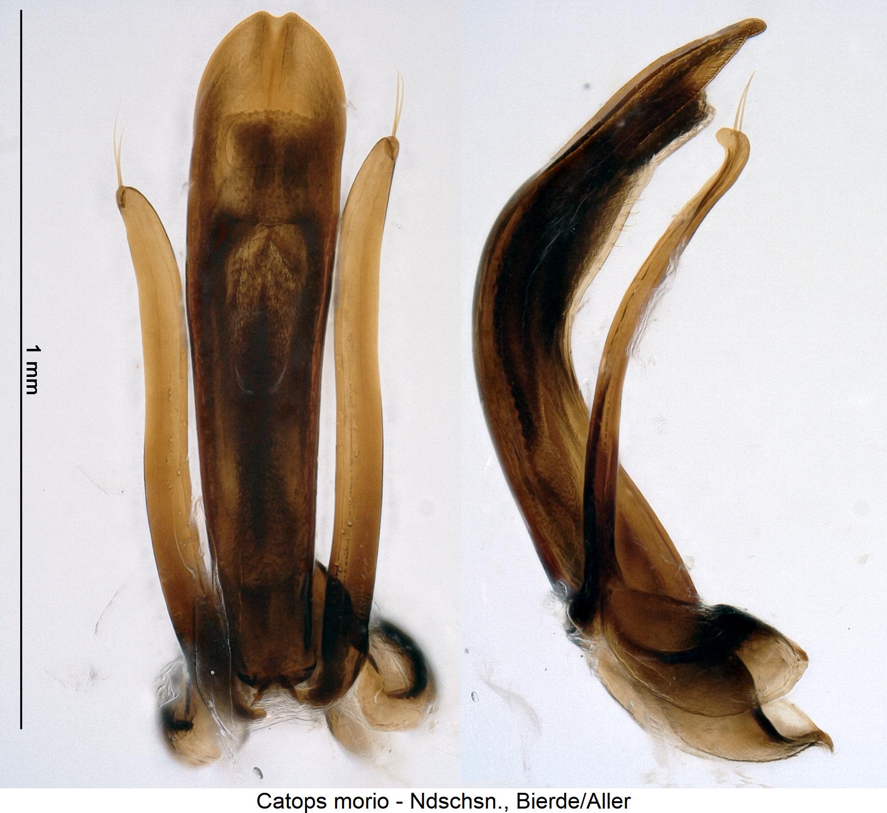 catops_morio.jpg